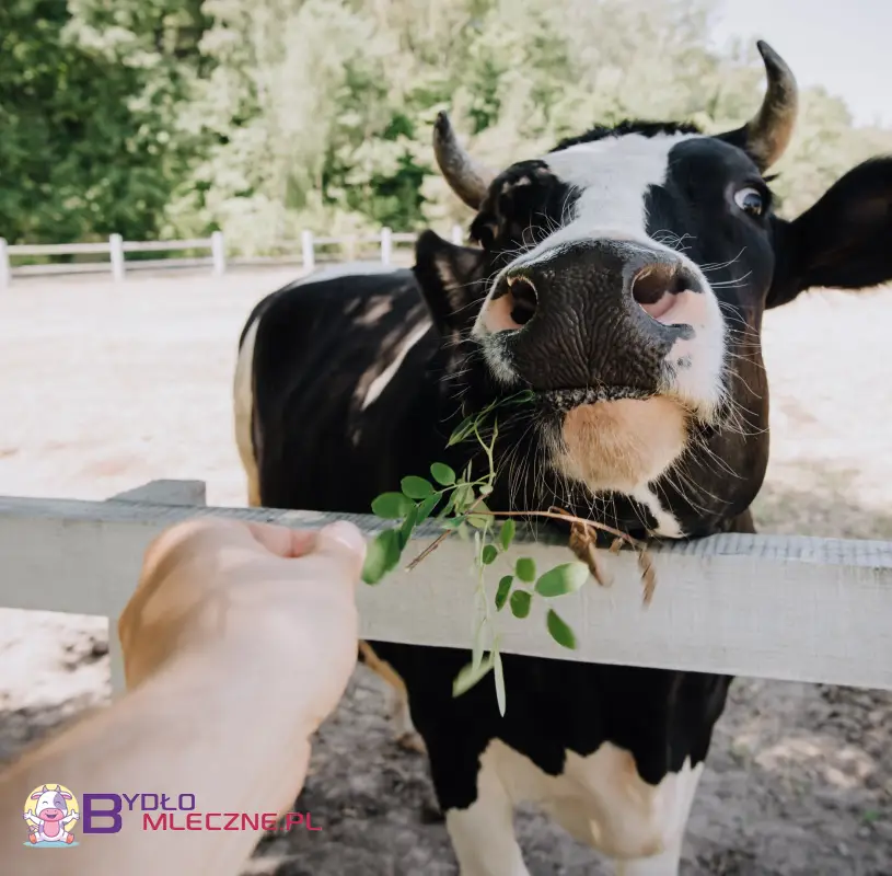 Krowa jedząca zielone liście z ręki osoby, za ogrodzeniem na tle zielonych drzew.